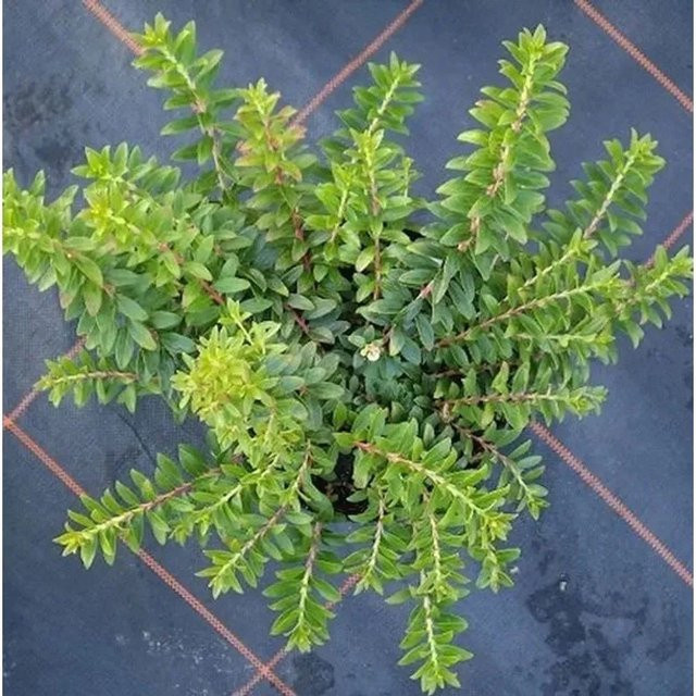 Gaultheria Itona Scheinbeere in Grün, Höhe: 20-25 cm - Bild 1