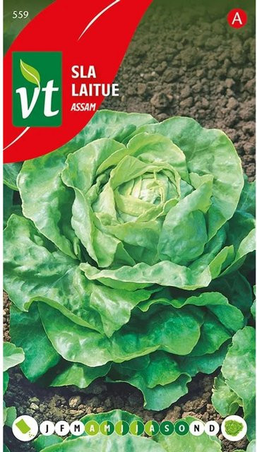 Arborix Kopfsalat Assam Saatgut, aromatisch, 3 g - Bild 1