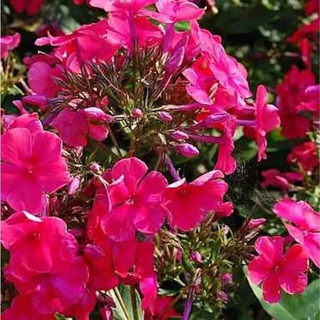 Hohe Flammenblume Aida Phlox paniculata Beetpflanze von Nr-01.de