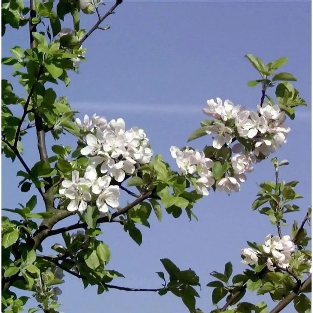 Wildapfel Malus sylvestris von Nr-01.de mit rosa und weißen Blüten, Höhe: 125-150 cm - Bild 1