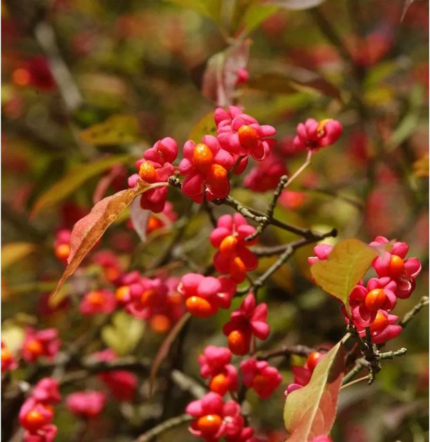 Euonymus europaeus Pfaffenhütchen Ziergehölz Höhe: 100-125 cm - Bild 1