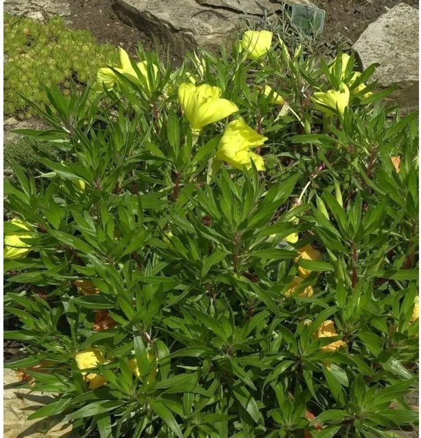 Oenothera macrocarpa Polster-Nachtkerze als gelber Bodendecker für Steingärten - Bild 1