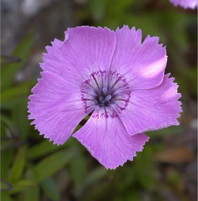 Alpen Nelke Dianthus alpinus als winterharte Gartenstaude im Topf - Bild 1