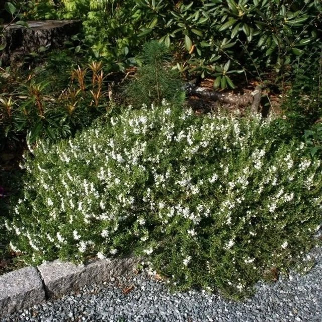 Winter-Bohnenkraut Satureja spicigera Würzkraut von Nr-01.de - Bild 1