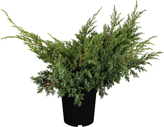 OBI Zwerg-Wacholder Blue Swede Silberblau Juniperus squamata Höhe: 5 - 10 cm - Bild 1