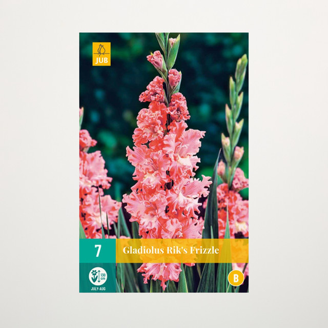 Wave-Gladiole Rik's Frizzle von BLUME2000 mit 7 Knollen für deine Gartenbeete - Bild 1