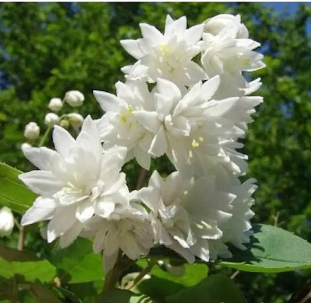 Gefüllter Sternchenstrauch Pride of Rochester Deutzia scabra, Farbe: Weiß, Höhe: 80-100 cm - Bild 1