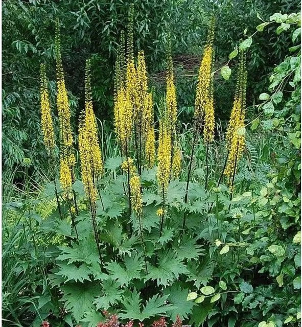 Ligularia przewalskii Przewalskis Kreuzkraut von Nr-01.de als mehrjährige Solitärpflanze für Uferzonen und Gehölzränder - Bild 1