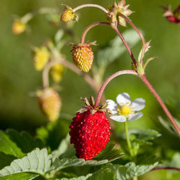 Wald-Erdbeere in Weiß und Rot - Bild 1