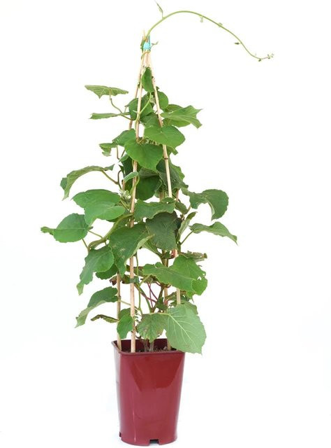GROW by OBI Kiwi Solo Actinidia chinensis Kletterstrauch im Topf - Bild 1