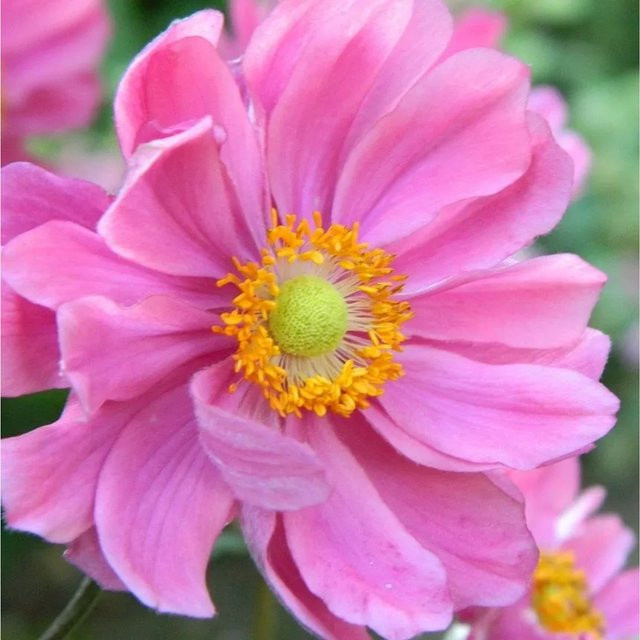 6er Set Arborix Herbst-Anemone Serenade Anemone hybrida mit tiefrosa Blüten im 9 cm Topf - Bild 1