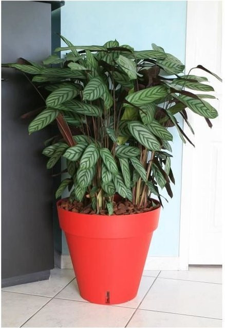 RIVIERA Riviera Loft Blumentopf mit Wasserreservoir, rund, Farbe: Rot, Durchmesser: 50 cm, Höhe: 46 cm - Bild 1