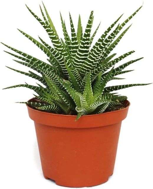 Exotenherz Haworthia Fasciata Big Band Sukkulente als Zimmerpflanze im 10,5 cm Topf - Bild 1