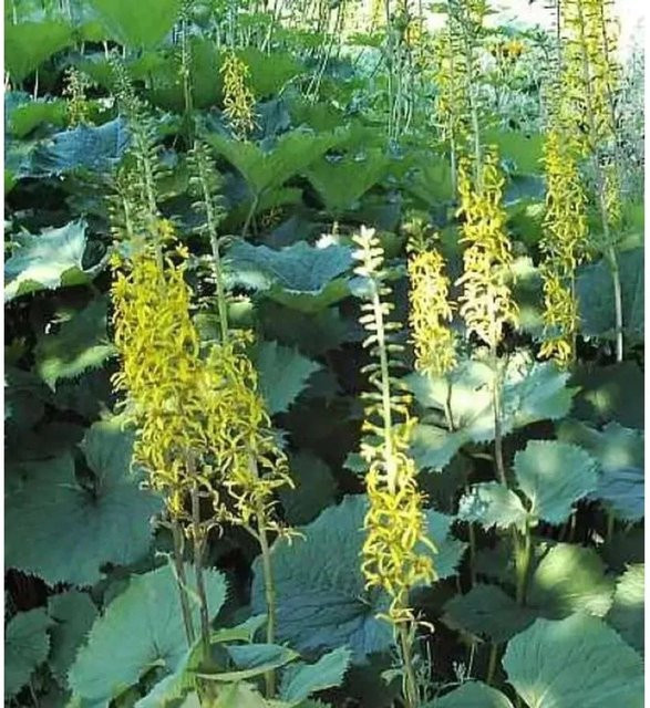 Ligularia hybrid Kreuzkraut Zepter als mehrjährige Solitärpflanze für Uferzonen und Gehölzränder - Bild 1