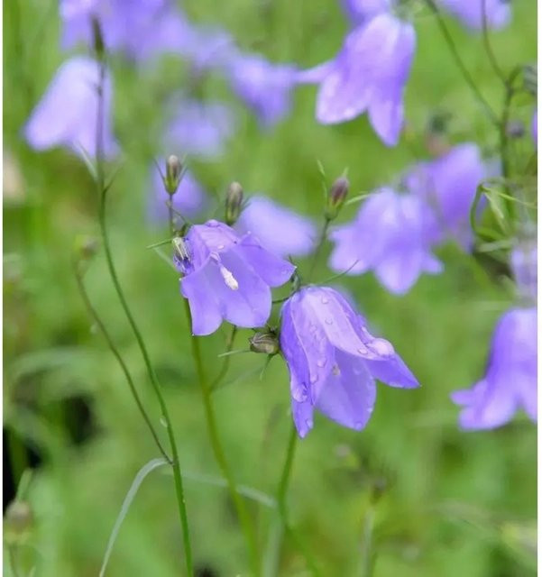 Rundblättrige Glockenblume Olympica Campanula rotundifolia in Blau für den Garten - Bild 1