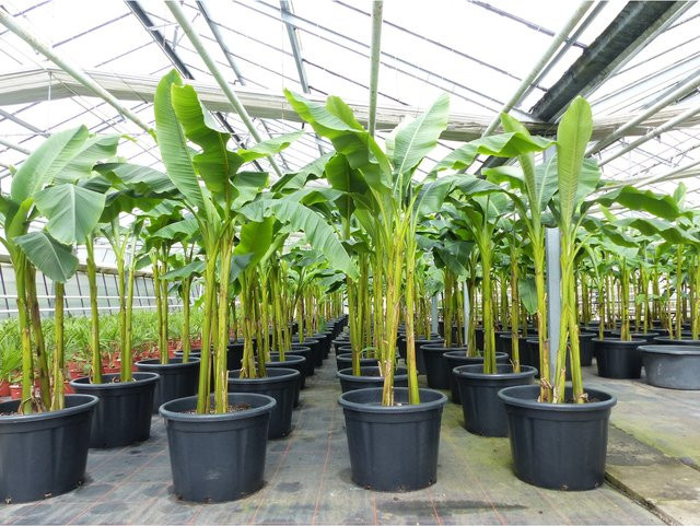 Japanische Faserbanane Musa Basjoo als 3er Gruppe, winterharte Bananenstaude, Höhe: 220 cm - Bild 1