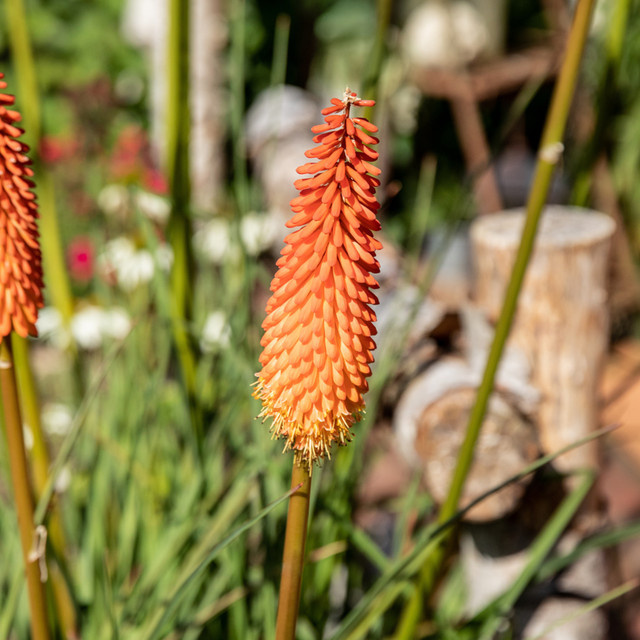 Gelbe Fackellilie Kniphofia als mehrjährige Zierpflanze für deinen Garten und Balkon - Bild 1