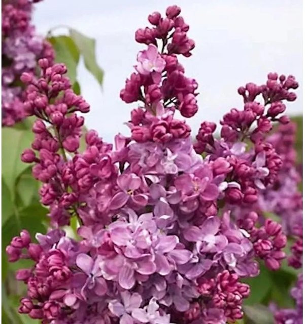 Edelflieder Syringa vulgaris Prince Wolkonsky in Lila von Die Nr-01.de (60-80 cm) - Bild 1