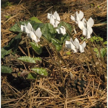 Herbst Alpenveilchen Cyclamen hederifolium Silverleaf Alba in Weiß von Nr-01.de