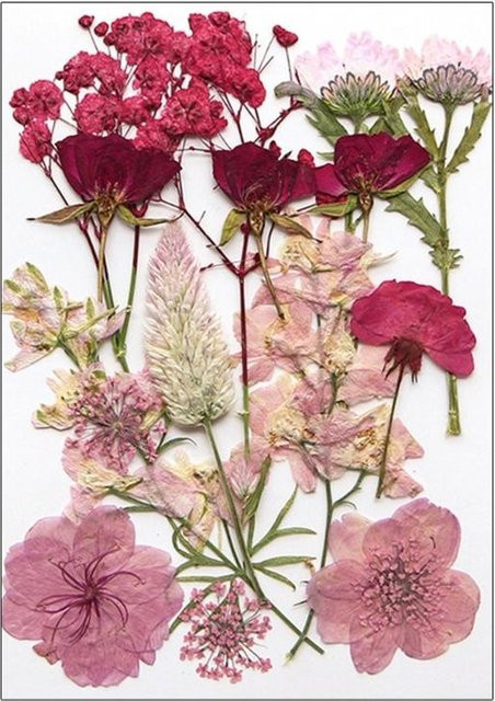 OOTDTY Getrocknete Gerbera Blumen in Mehrfarbig für Harzformen, Schmuckherstellung und Scrapbooking - Bild 1