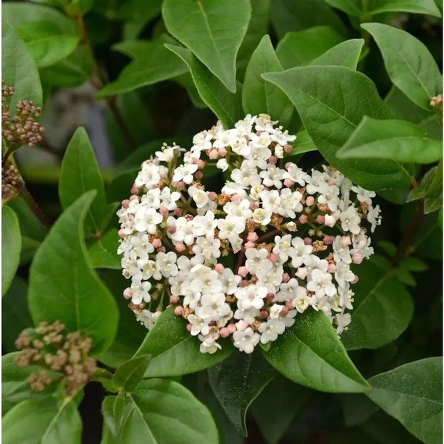 Mittelmeer Schneeball Ladybird Viburnum tinus als pflegeleichter Zierstrauch in Weiß und Pink, Höhe: 50-60 cm - Bild 1