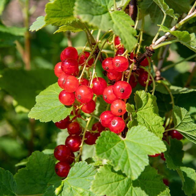 BIO Rote Johannisbeere Jonkheer van Tets Ribes rubrum von BLUME2000 - Bild 1