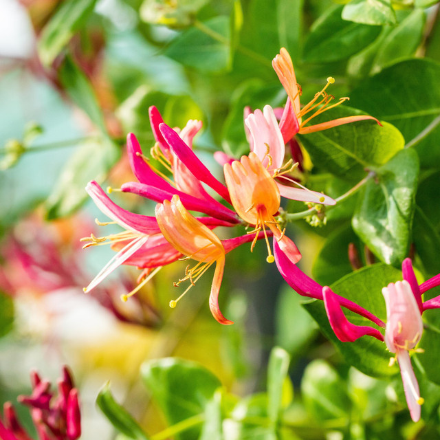 BLUME2000 Kletterpflanze Geißblatt Goldflame Lonicera als Kletterstrauch für den Garten - Bild 1