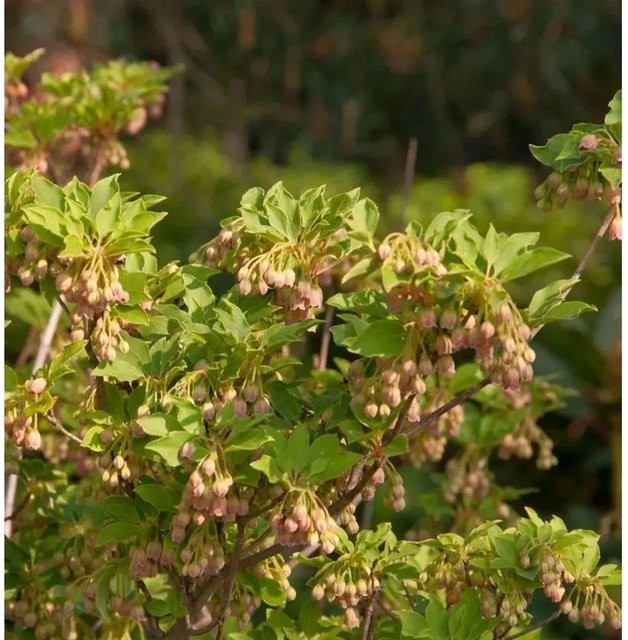 Enkianthus campanulatus Prachtglocke Craklyn Rosie Strauch in Rosa und Gelb, Höhe: 60-80 cm - Bild 1