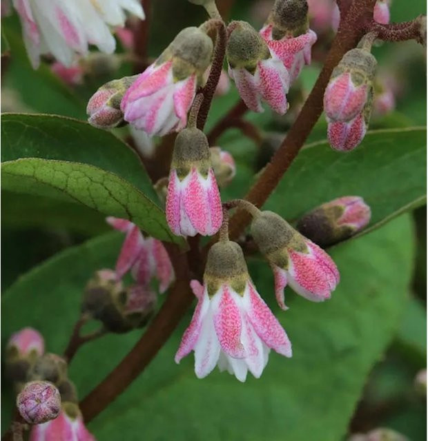 Deutzia scabra Maiblumenstrauch Codsall Pink, 80-100 cm - Bild 1