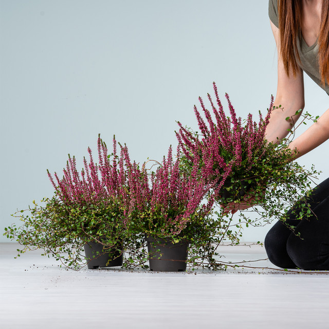 BLUME2000 Besenheide rot und Drahtwein Duo Set für Balkon und Gartenbeete, 3 Stück - Bild 1