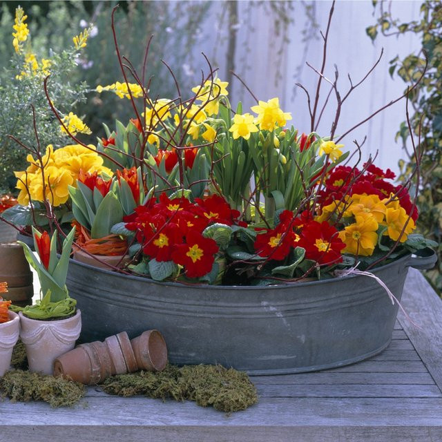 Bunte Balkonblumen Feuriger Frühlingsgruß von Mein schöner Garten Shop, 12 Primula Pflanzen in Rot, Gelb und Mehrfarbig - Bild 1
