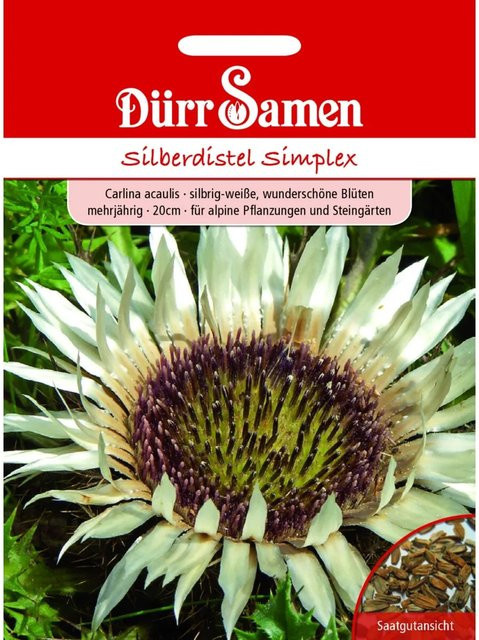 Dürr Samen Silberdistel Simplex Silbrig-Weiß Mehrjährig Saatgut 25 g - Bild 1