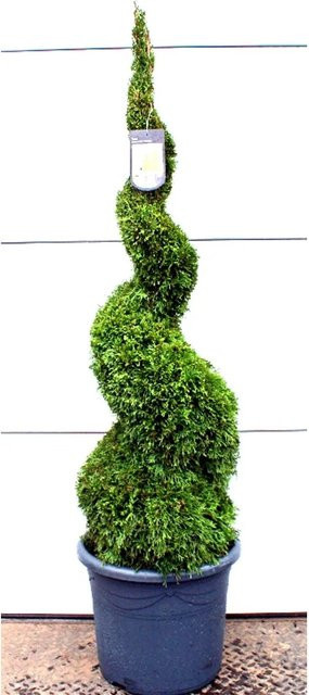 Edelthuja Spirale Thuja Smaragd von Pflanzen-Boering, grün, Höhe: 125 cm - Bild 1