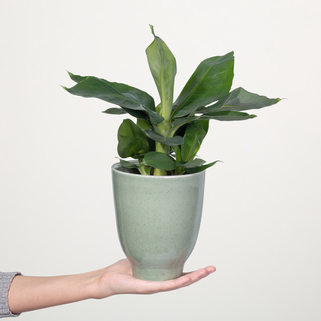 Musa Banane Oriental Dwarf von BLUME2000 als Zimmerpflanze für helle Standorte - Bild 1