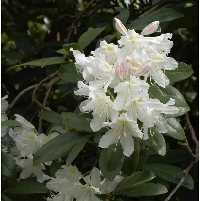 INKARHO Rhododendron Cunningham White Alpenrose, weißer Zierstrauch, 30-40 cm - Bild 1