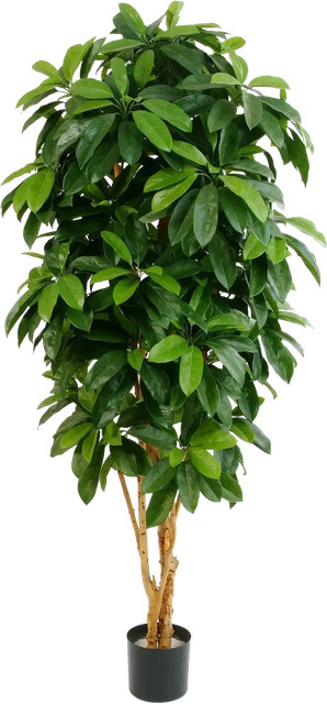 Künstliche Schefflera Ove von Aplanta, Höhe: 172 cm - Bild 1