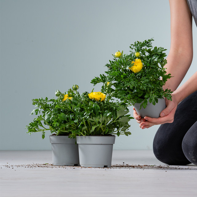 3 Stück Gelbe Ranunkel von BLUMEN2000 für Gartenbeete und Balkonkästen - Bild 1