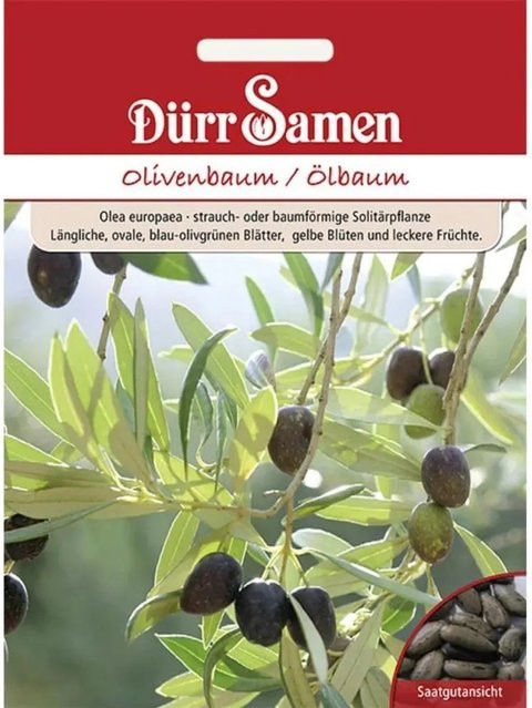 Dürr Samen Olivenbaum Saatgut für deinen Garten - Bild 1