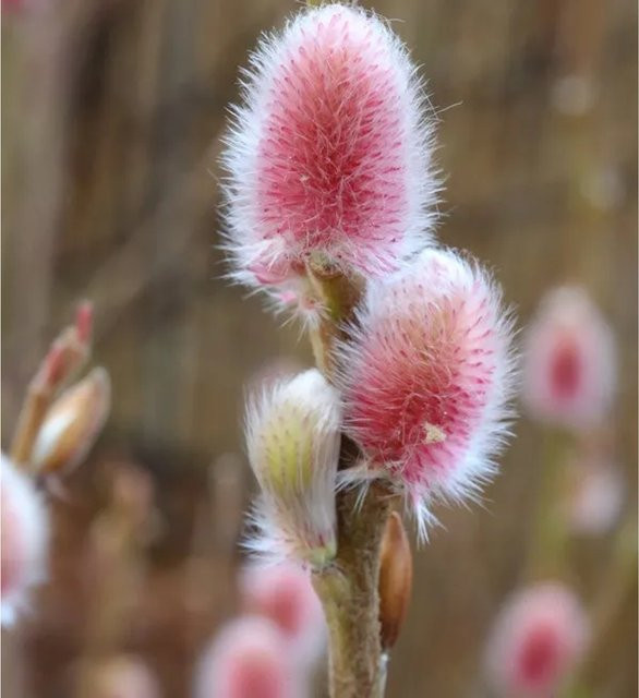 Salix gracilistyla Rote Japanische Kätzchenweide Mount Aso Hochstamm in Rot, Rosa und Pink von Nr-01.de - Bild 1