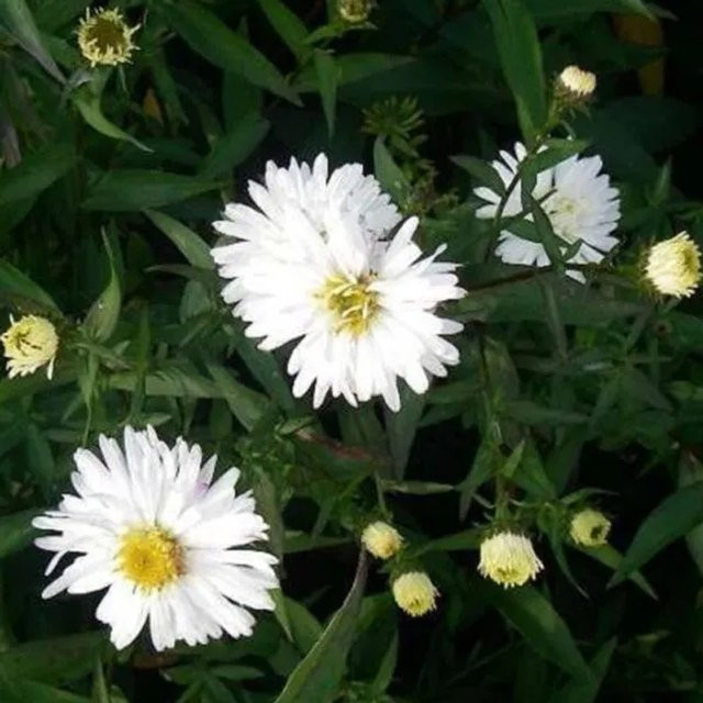 6er Set Glattblatt-Aster White Ladies Arborix, weiße Herbstblüher im 9cm Topf - Bild 1