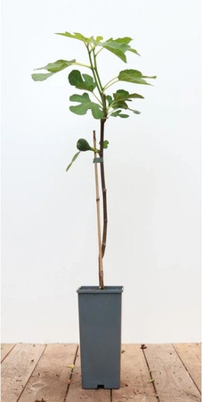 Pflanzen für dich Ficus Carica Brown Turkey Echte Feige 40-60 cm