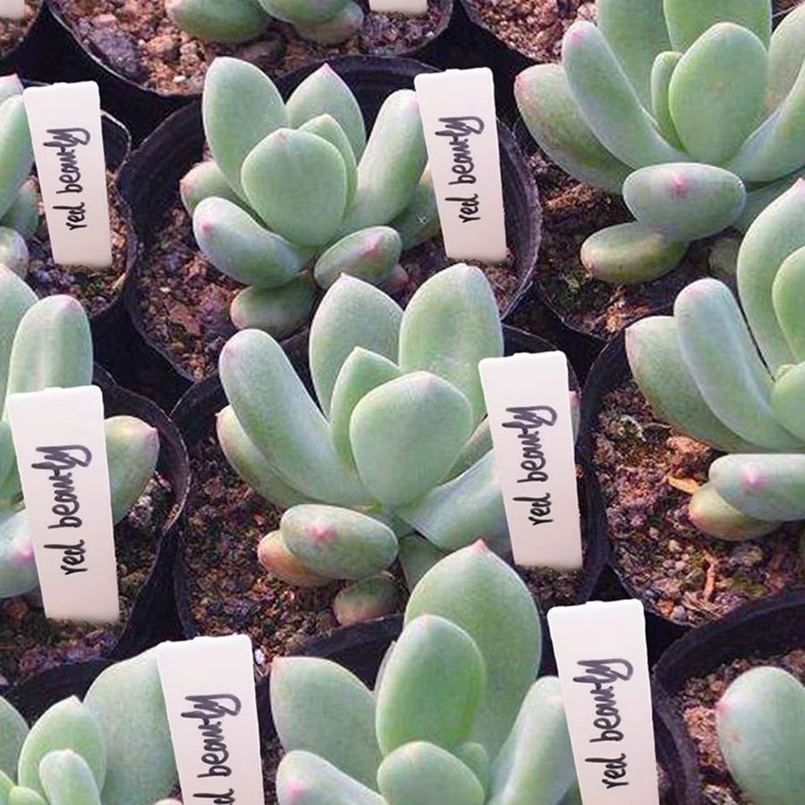 100 Stück wasserdichte Pflanzenetiketten aus Kunststoff in Weiß zur Markierung deiner Gartenpflanzen und Blumentöpfe - Bild 2