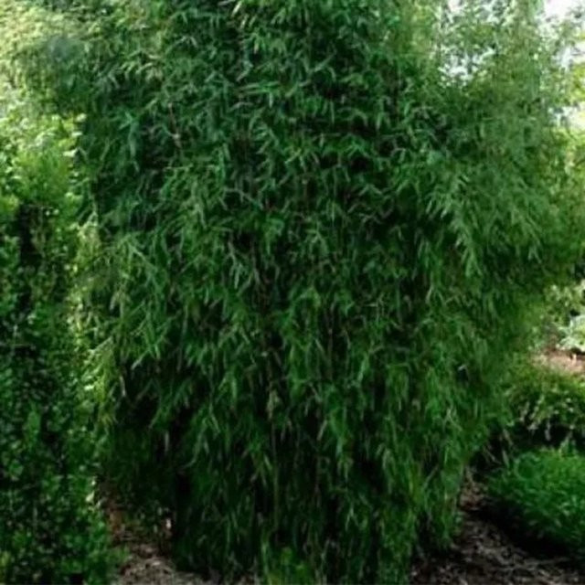 Arborix Bambus Fargesia nitida Great Wall Immergrüne Heckenpflanze im Container, Höhe: 60 bis 80 cm, Grün - Bild 1