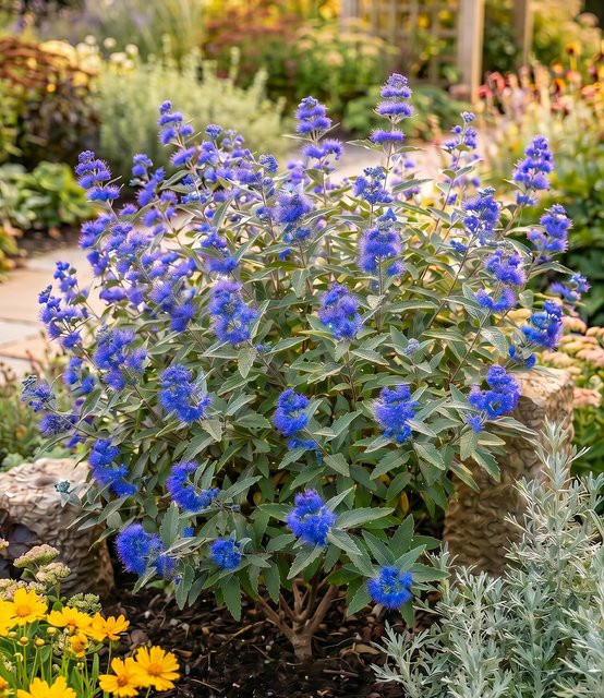 Bartblume Blauer Spatz® - Bild 1