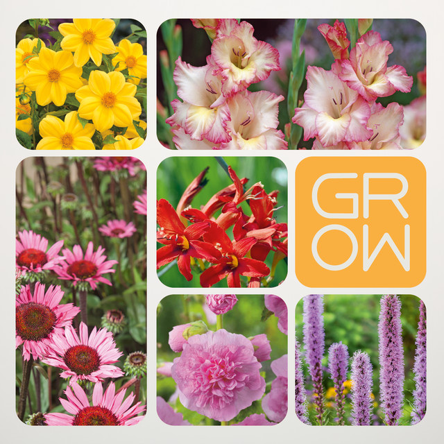Sommerblumen Set von BLUME2000 mit 31 Knollen für Beete und Pflanzkübel - Bild 1