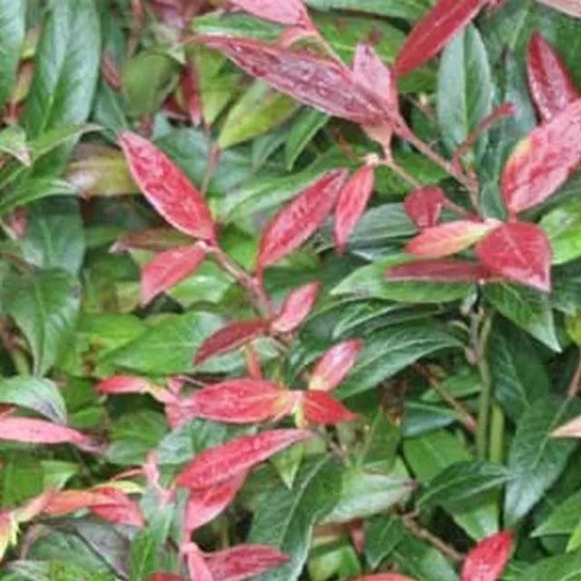 Arborix Lavendelheide Zeblid Leucothoe scarletta Zierstrauch in Grün Rot Weiß, Höhe: 50 bis 60 cm - Bild 1