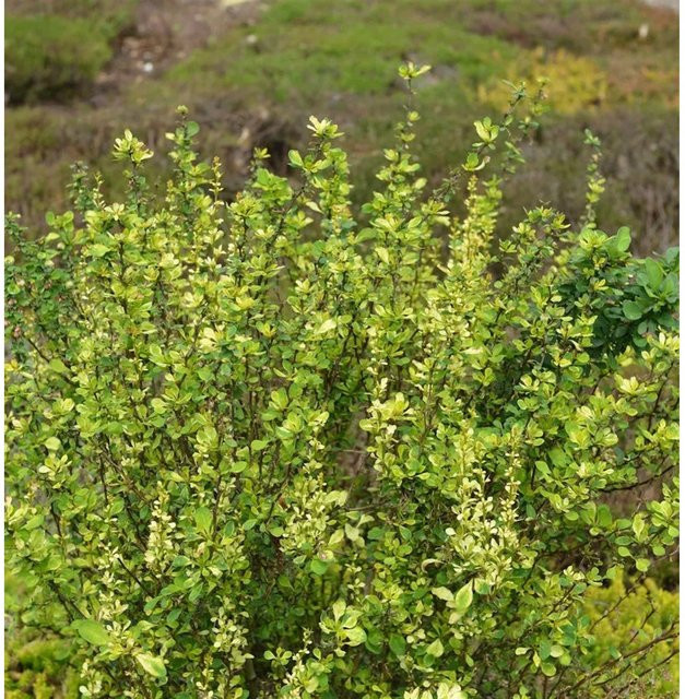 Berberis thunbergii Powwow Heckenpflanze, grün, Höhe: 40-50 cm - Bild 1