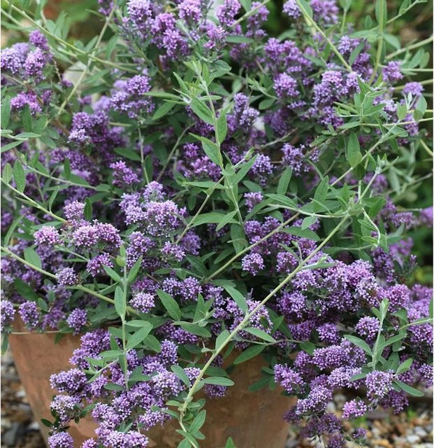 Buddleja Sommerflieder Unique in Lila als Zierstrauch für Garten, Balkon und Terrasse - Bild 1