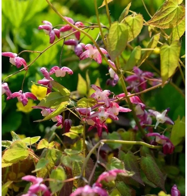 Epimedium rubrum Elfenblume Galadriel rote Staude als Bodendecker von Nr-01.de - Bild 1