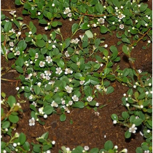 10x Kriechmispel Cotoneaster dammeri Frieders Evergreen Bodendecker, Höhe: 15-20 cm - Bild 1